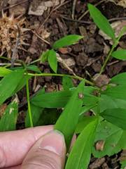 Haemaphysalis longicornis