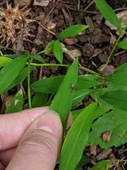 Haemaphysalis longicornis