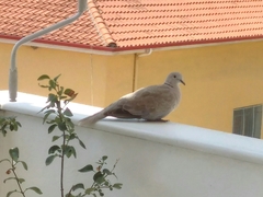 Streptopelia decaocto