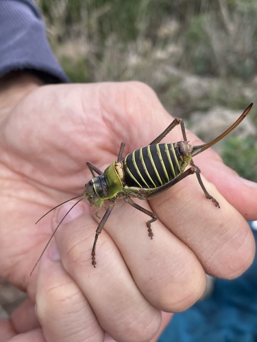 Western Saddle Bush-cricket, Le Salagou, Liausson, Occitanie, FR, photo 10 of 10