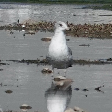 Ring-billed Gull photographed in Arizona