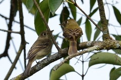 Empidonax occidentalis