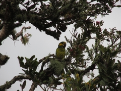 Ognorhynchus icterotis