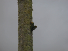 Ognorhynchus icterotis