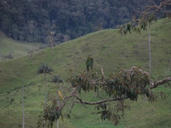 Ognorhynchus icterotis