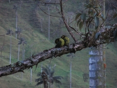 Ognorhynchus icterotis