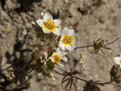 Leptosiphon lemmonii