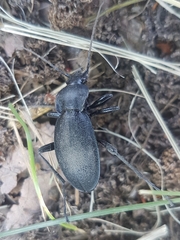 Carabus coriaceus