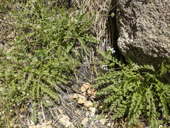 Horkelia clevelandii