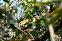 Empidonax occidentalis