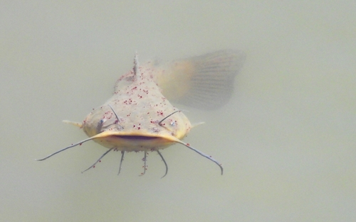 Black Bullhead, Vila Franca de Xira, Portugal, photo 10 of 10
