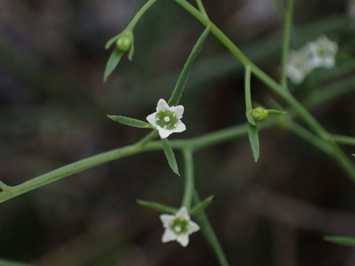 Image of Thesium divaricatum by (c) Fabien Piednoir, some rights reserved (CC BY-SA)
