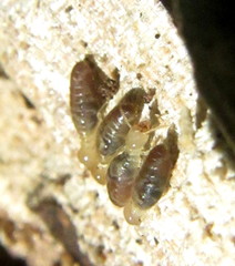 Termitinae