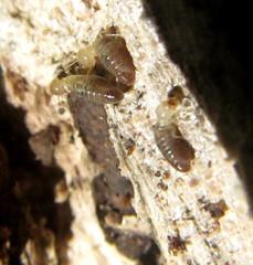 Termitinae
