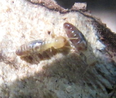 Termitinae