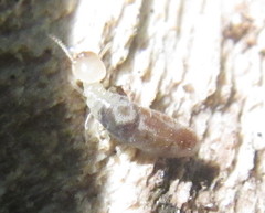 Termitinae