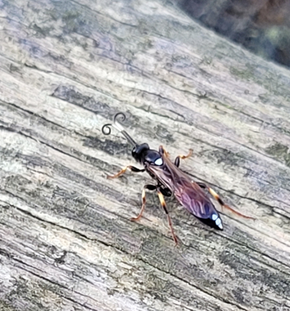 Ichneumon stramentarius