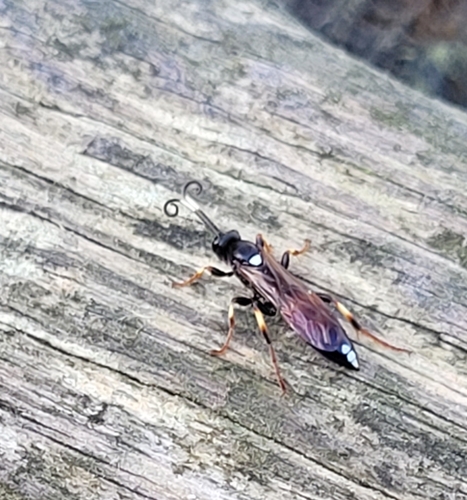 Ichneumon stramentarius