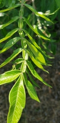 Rhus copallinum