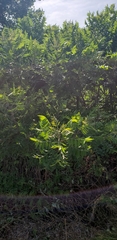 Rhus copallinum