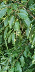 Angiospermae
