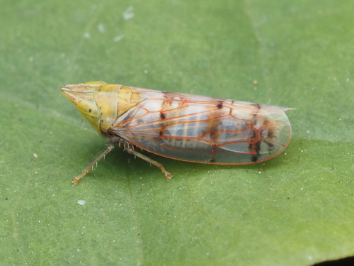 Japanese Maple Leafhopper photo 4