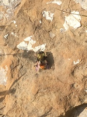 Sericomyia flagrans