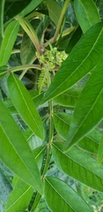 Rhus copallinum