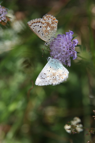 Chalkhill Blue photo 3