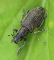 Tanymecus palliatus