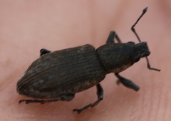 Tanymecus palliatus