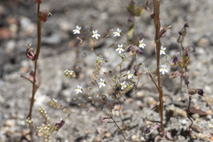 Nemacladus longiflorus