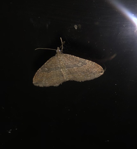 Nycterosea obstipata