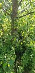 Populus deltoides