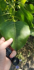 Populus deltoides