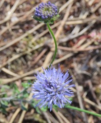 Jasione