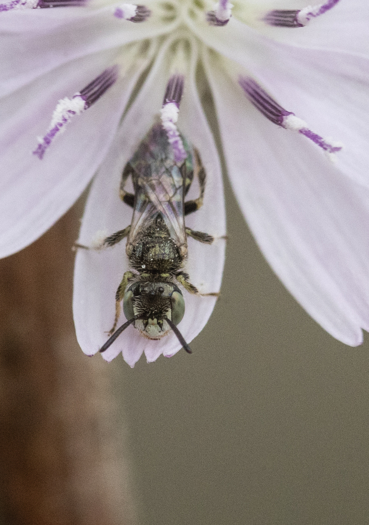Perdita hirticeps