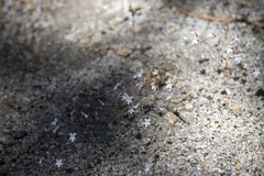 Nemacladus longiflorus