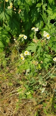 Asteraceae