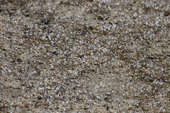 Nemacladus longiflorus