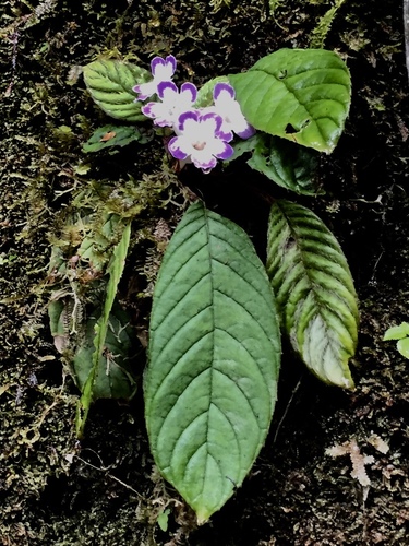 Nautilocalyx bicolor
