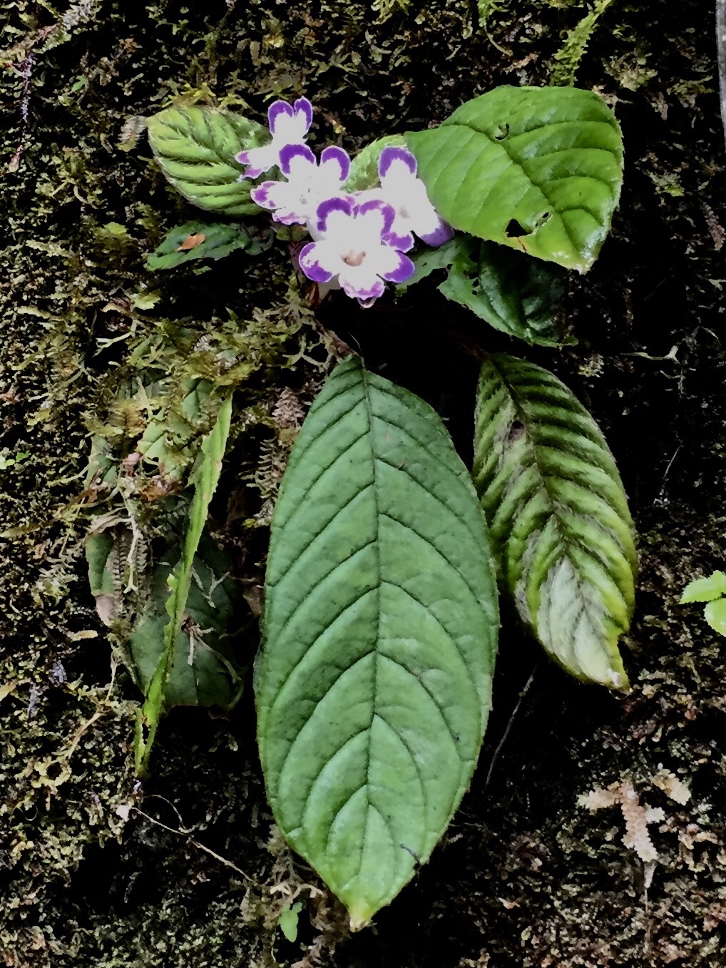 Nautilocalyx bicolor