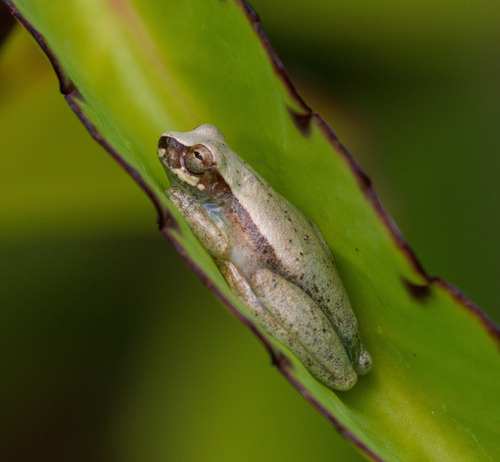 Bonito Tree Frog, Dendropsophus branneri