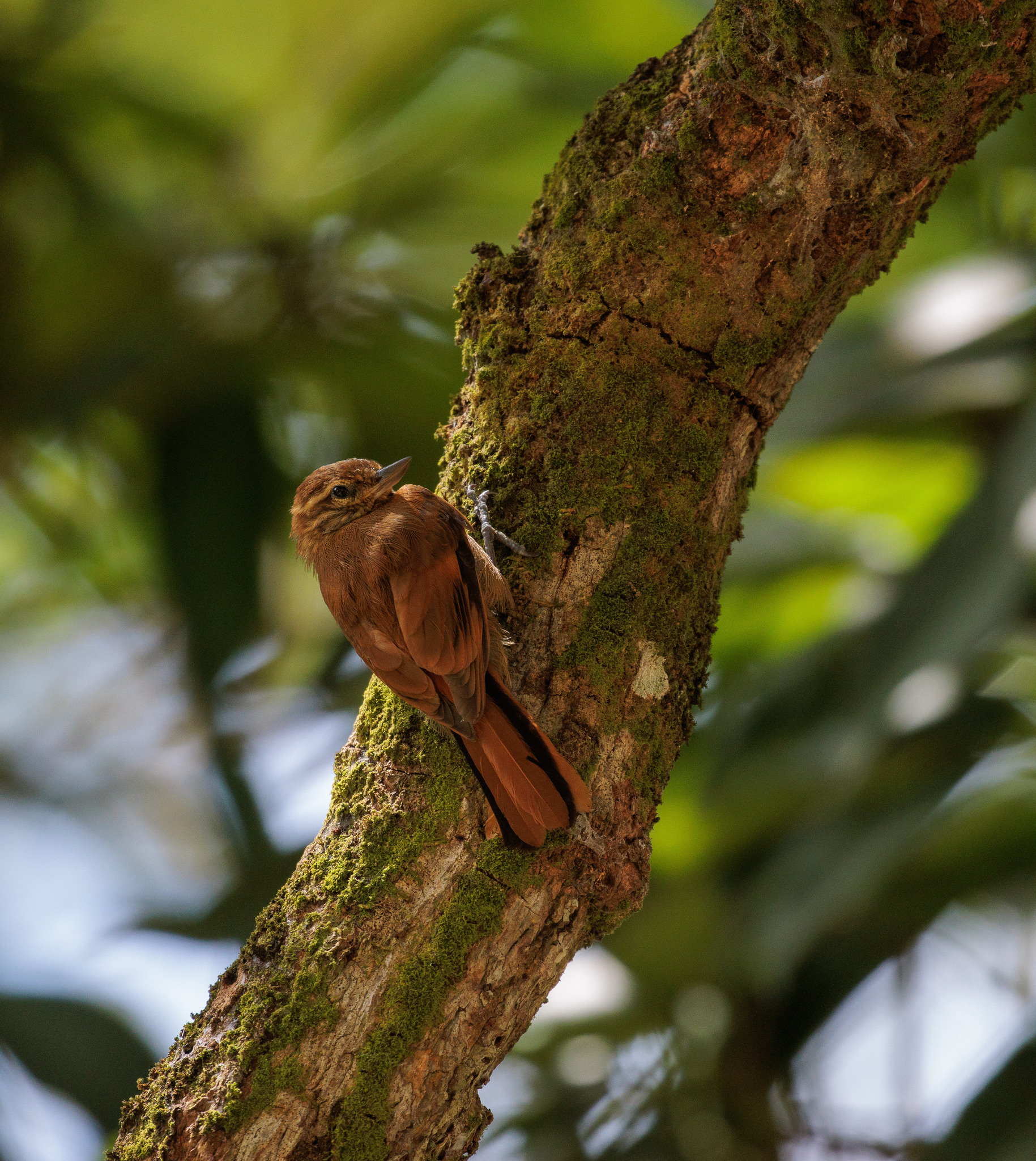 Amazonian Plain Xenops (Xenops genibarbis), photo 7