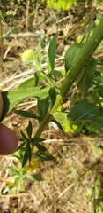Asteraceae
