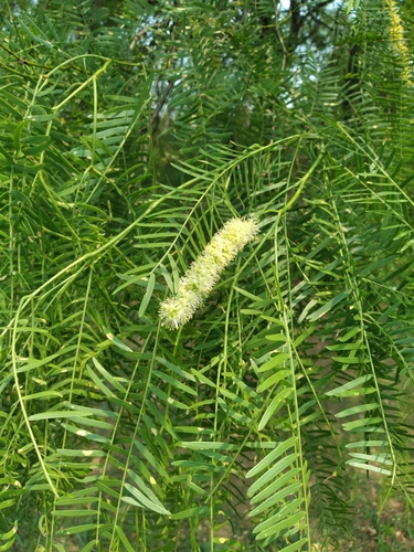 Image of Neltuma chilensis by no rights reserved