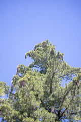 Pinus lambertiana