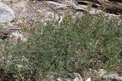 Lupinus hyacinthinus