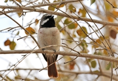 Calicalicus madagascariensis
