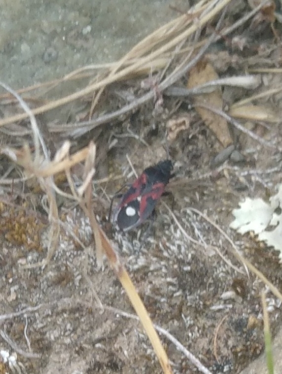 Lygaeus froeschneri